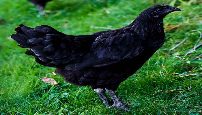 Чёрная курица
