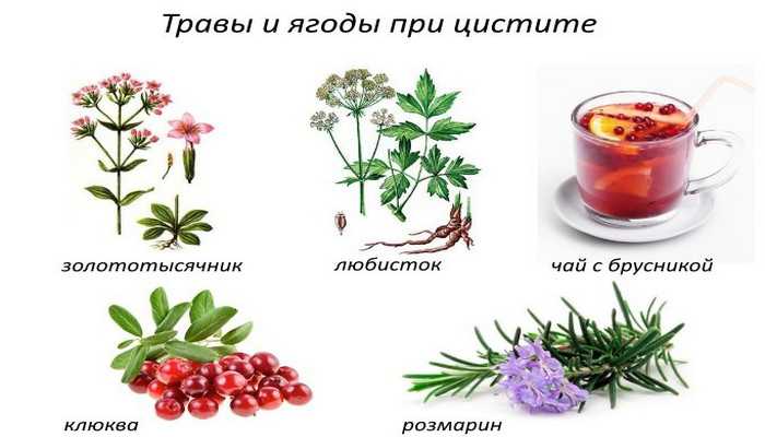 Как можно излечить цистит при помощи народных средств